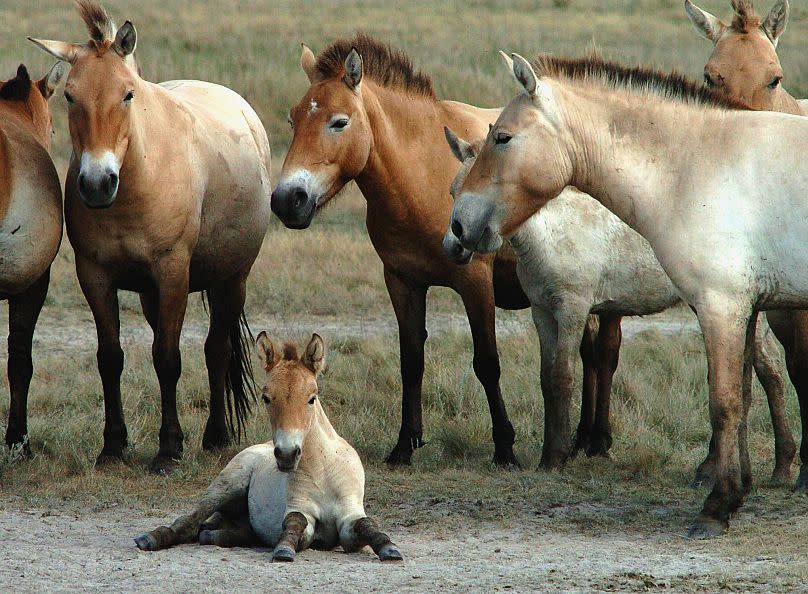 Caballos salvajes Przewalski adultos rodean a un potro tumbado en la puszta, o estepa húngara, de Hortobagy, a unos 200 kilómetros al este de Budapest.