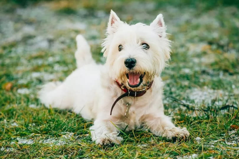 Westies are one of Scotland's most iconic breeds
