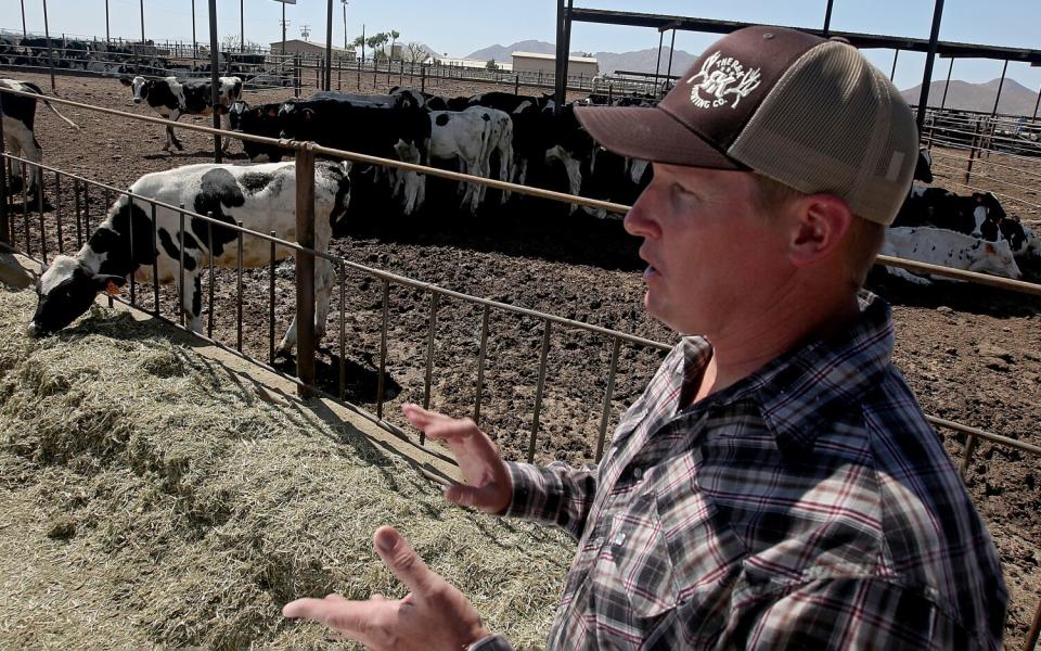 Michael Oosten stands near cows behind a pen walking around bare ground