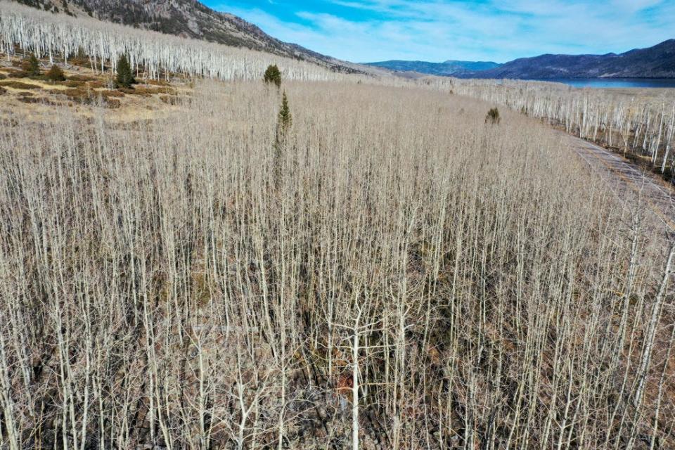 Aerial view of giant Pando forest with bare aspen trees during winter.