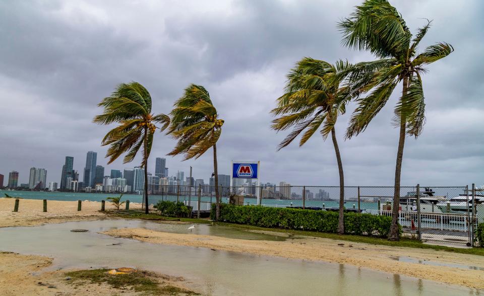 Coconut trees are battered by heavy winds along the Rickenbacker Causeway in Miami as heavy winds, heavy rainfall, flooded streets and other hazards were headed toward Florida on Friday Dec. 15, 2023.