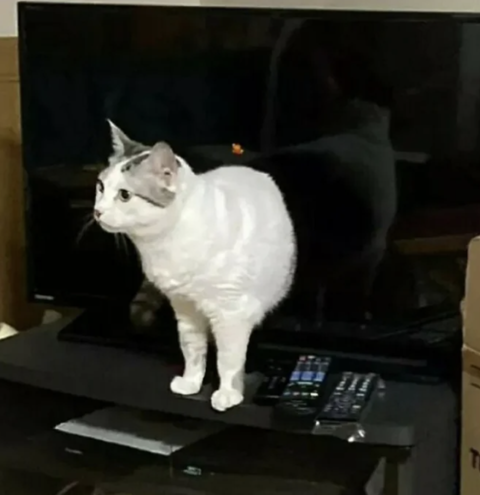 A white and black cat standing on an entertainment center in front of a flat-screen TV. Various remote controls and gadgets are on the table