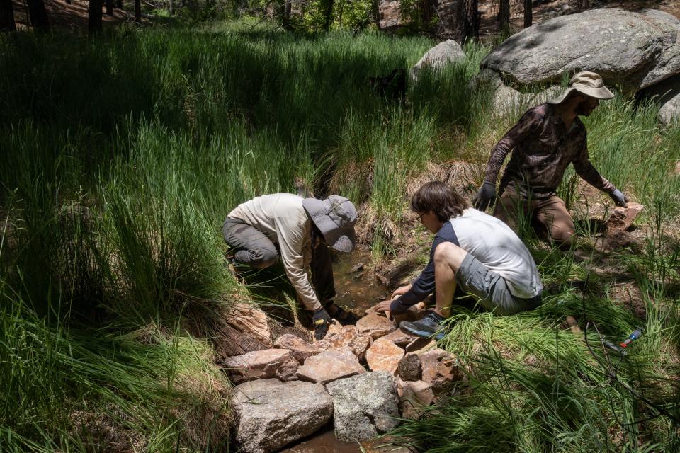 Volunteers Stacy Goodrich (from left) and Kameron Denomy and Jimmy Gibbin, Sky Island Alliance field coordinator, build an erosion control structure on Caseco Spring on Mount Lemmon in the Santa Catalina Mountains north of Tucson.