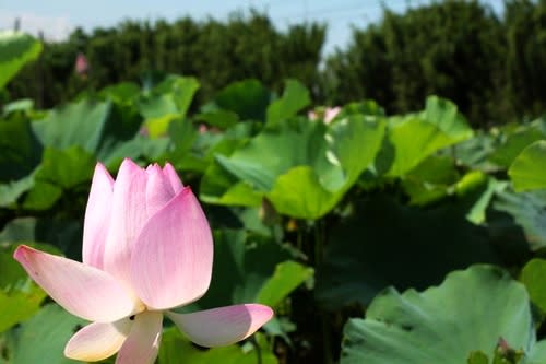 【賞花之旅】2014濱海搖滾樂，賞蓮玩樂吃美食！