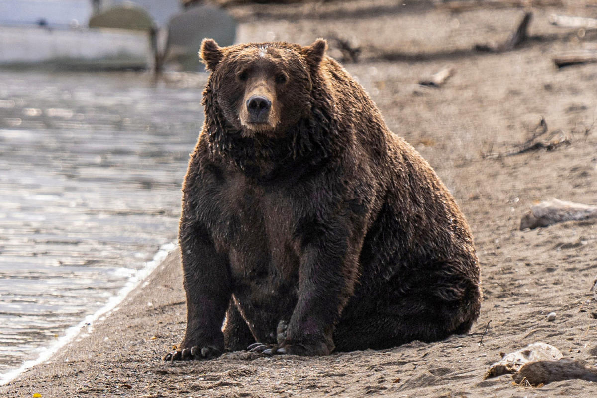 Voting begins for Alaska's Fat Bear Week after a contestant was killed in an attack