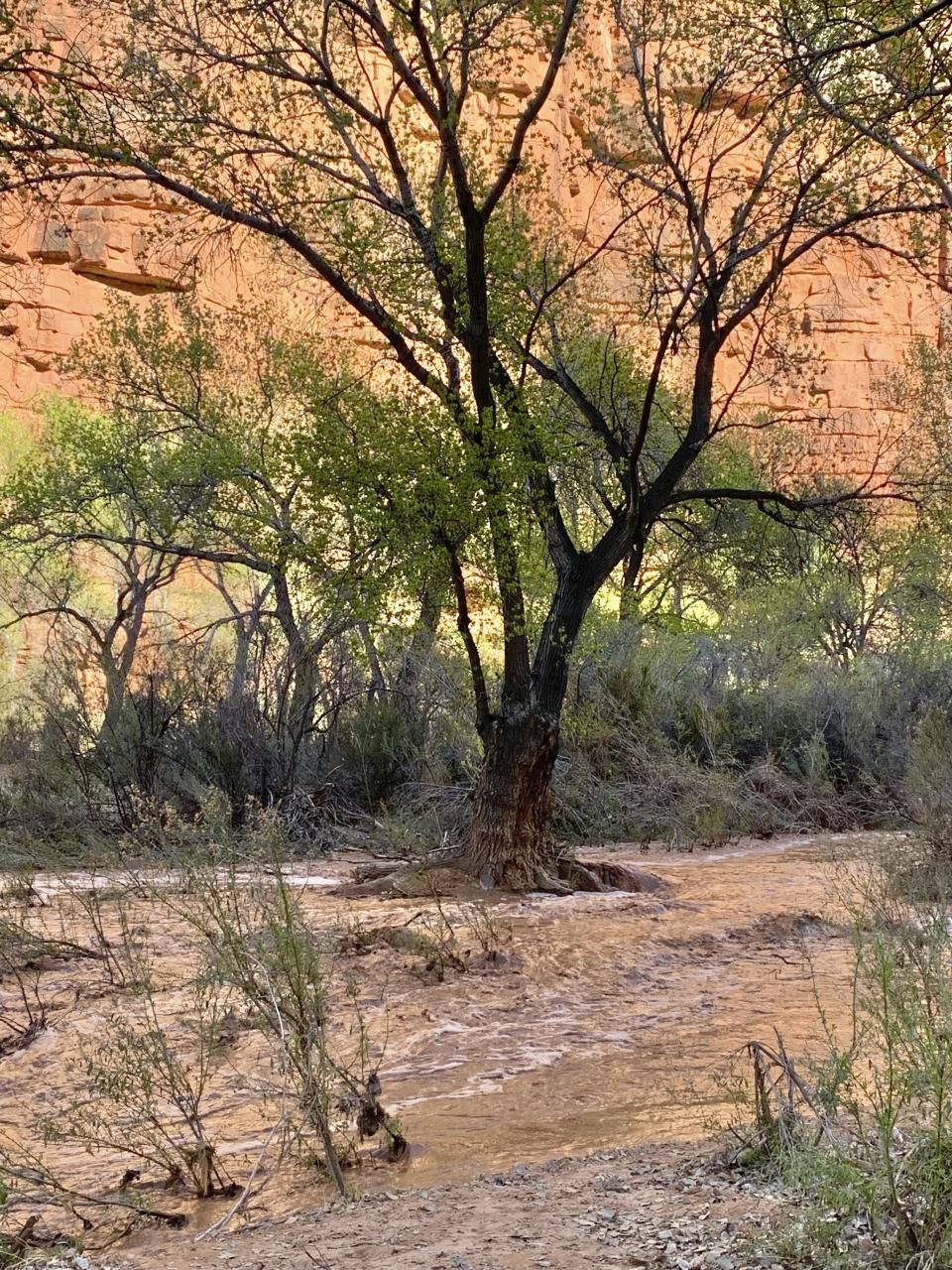 In this photo provided by Shannon Castellano, floodwaters, which washed away a bridge to a campground, flow through the Havasupai Indian Reservation in Arizona on Friday, March 17, 2023. (Shannon Castellano via AP)