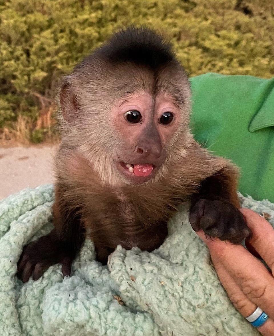 A capuchin monkey called Route