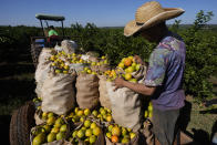 A worker harvests oranges on a farm in Mogi Guacu, Brazil, Thursday, June 13, 2024. Brazil, the world's largest exporter of orange juice, has been affected by heatwaves, a lack of rainfall and an increase in citrus greening bacteria. (AP Photo/Andre Penner)