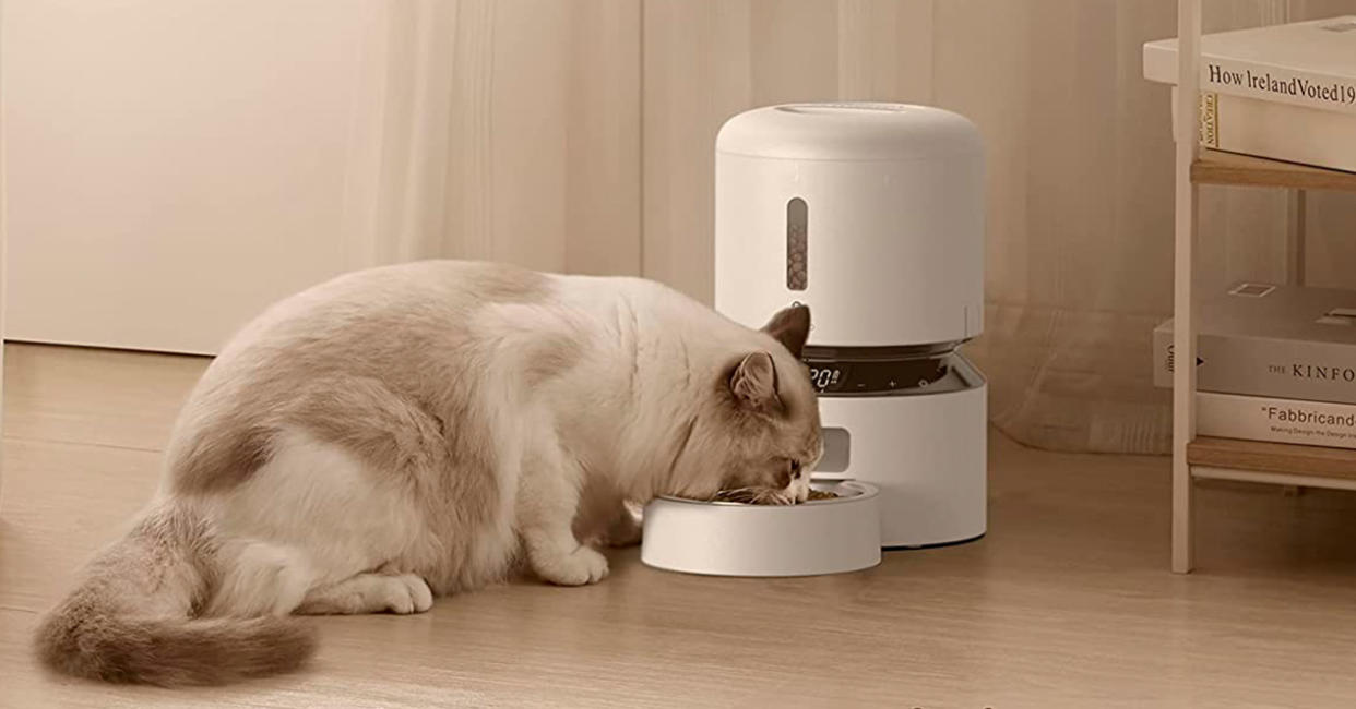 El dispensador de comida es perfecto para tu mascota cuando no estás en casa - Imagen: Amazon México