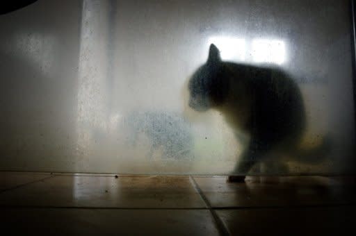 As more victims of London's serial cat killer are found, one question becomes more pressing: could humans be next?