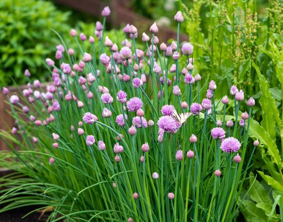 Blooming pink chive flowers in a verdant raised garden bed.