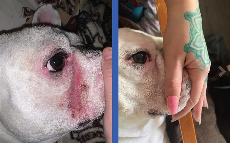 a dog with inflamed skin before and looking better after use