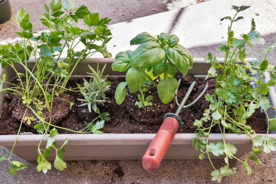 Herbs including parsley, basil, and cilantro in a window planter box with garden tool.