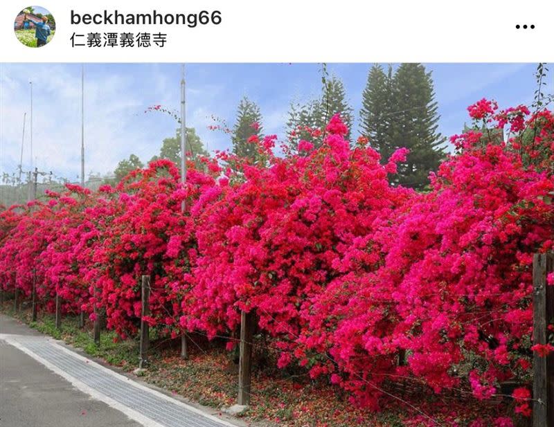 目前九重葛正值花期，整面花牆開得鮮艷飽滿，相當吸睛。（圖／IG：beckhamhong66 授權提供）