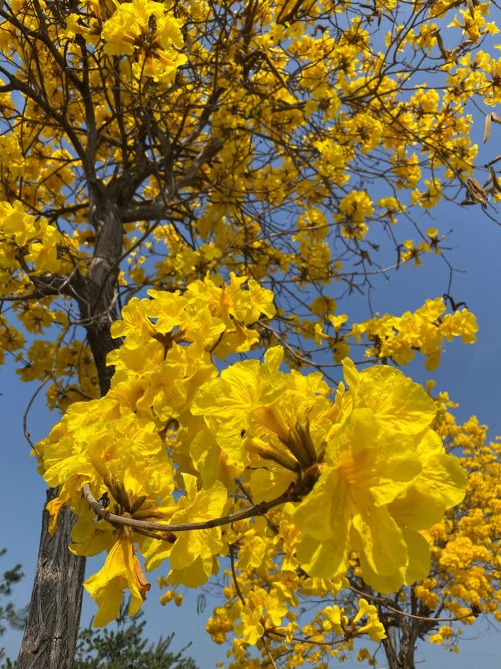 彰化芬園彰南路黃花風鈴木已開至六七成。（圖為去年花況）   圖：取自交通部臉書