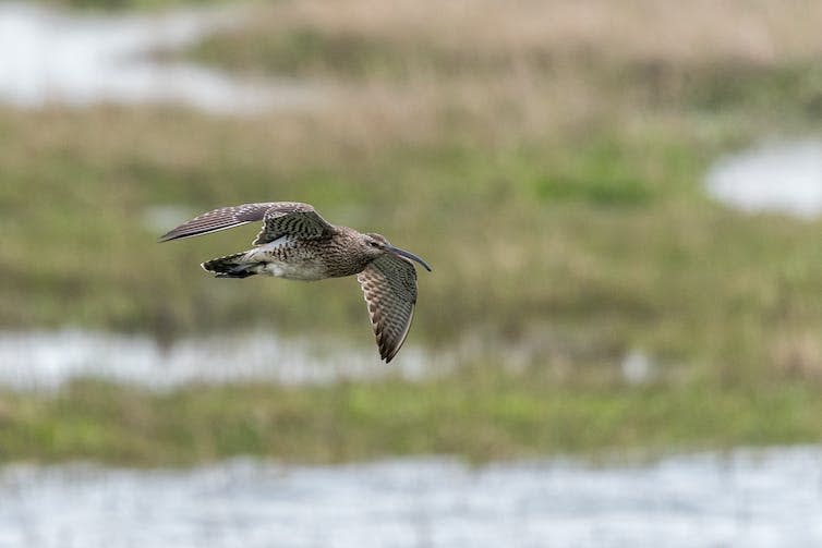 Bird flies, marshy land in background