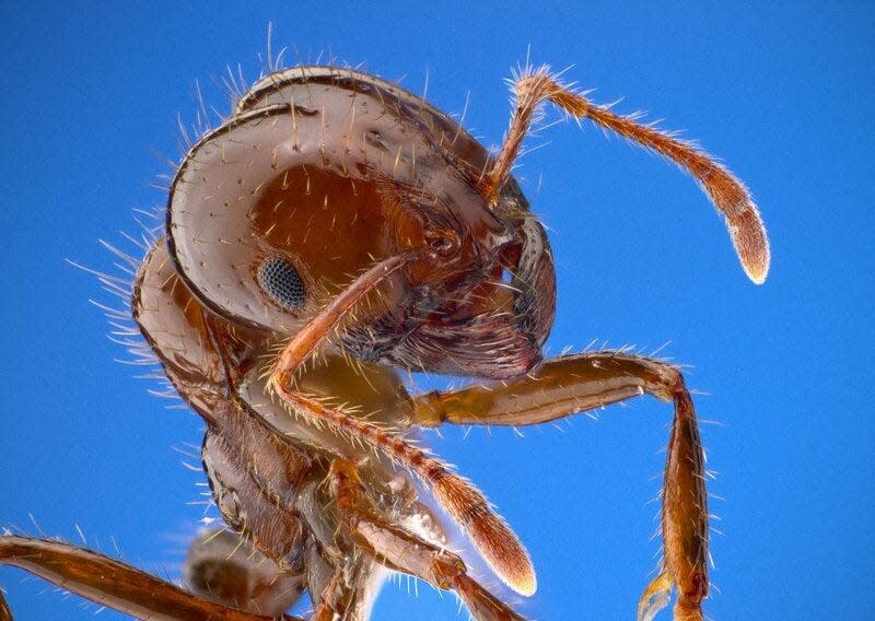 The red imported fire ant was first discovered in North Carolina in the 1950s.
