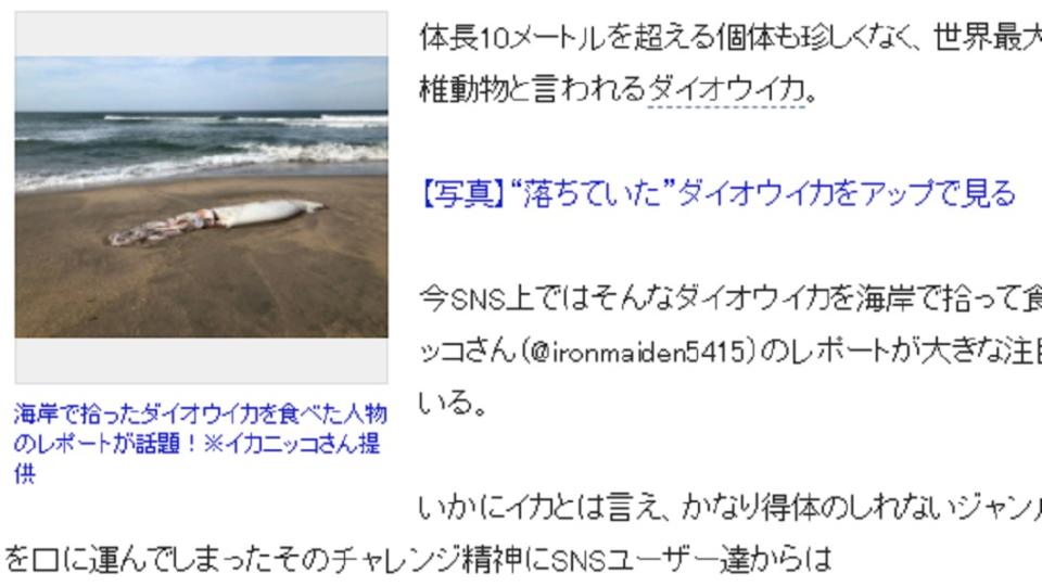 日媒報導2月曾在海邊發現一隻大王海賊屍體。（圖／翻攝自日媒《まいどなニュース》）