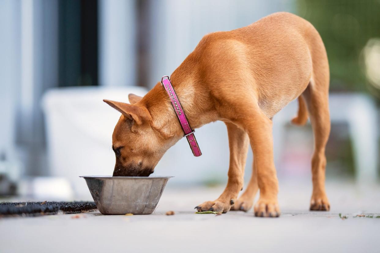 shelter dog eating from bowl; Giving Tuesday 2022