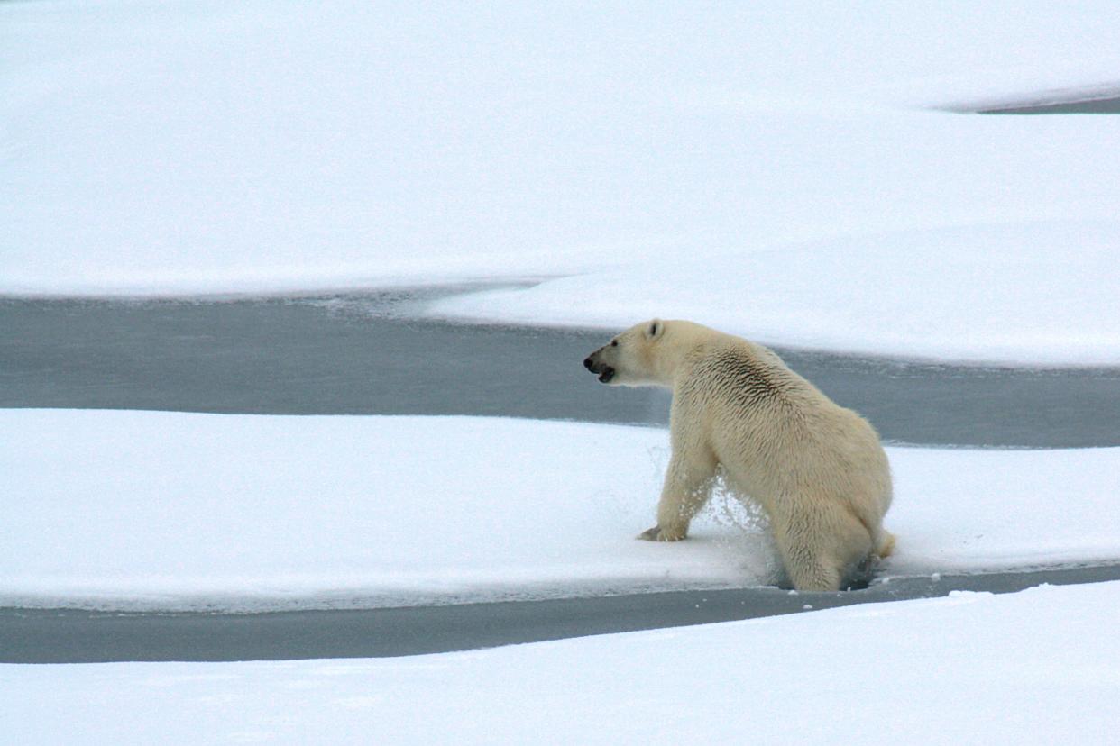 <p>A polar bear breaks through thin Arctic Ocean ice a decade ago. The Arctic region has endured one of its hottest years in 2020</p> (Patrick Kelly/US Coast Guard)
