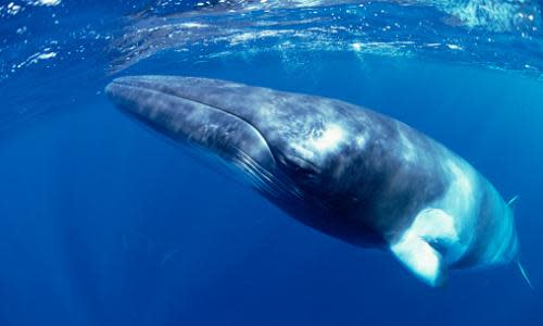 dwarf minke whale