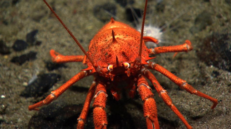 <span class="s1">A squat lobster, which is more closely related to hermit crabs than to true lobsters. (Photo: Atlantic Canyons and Seamounts 2014 Science Team/NOAA Okeanos Explorer Program)</span>