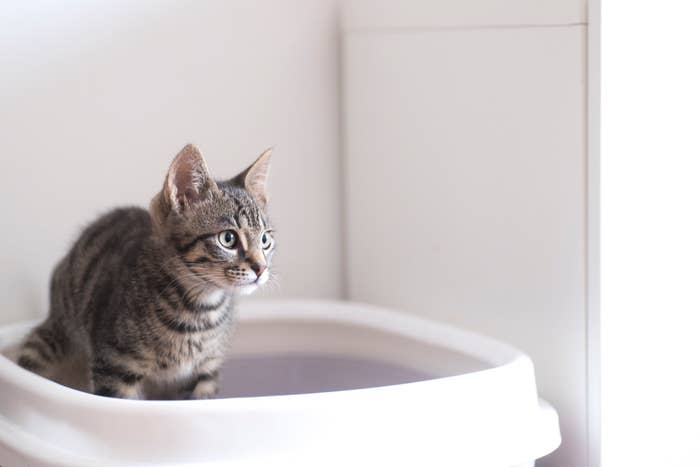 A kitten sits inside a litter box looking to the side