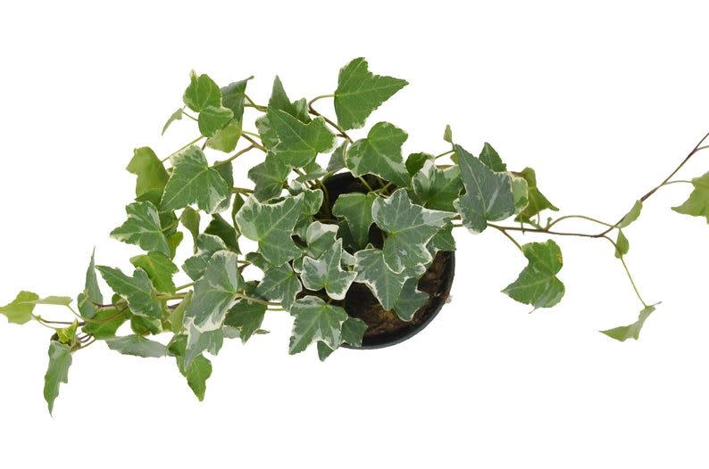 1) English Ivy