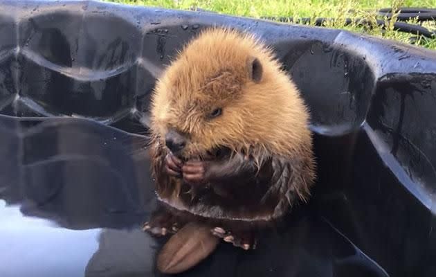 This baby beaver was rescued by the Alberta Institute for Wildlife Conservation.