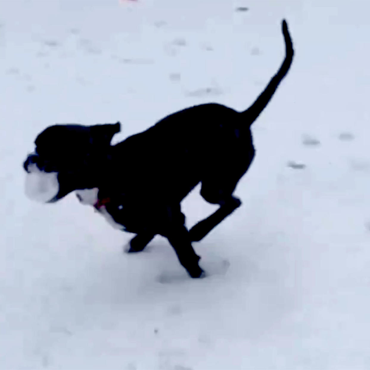 Dipper plays in the snow, in a clip that Stewart posted on 