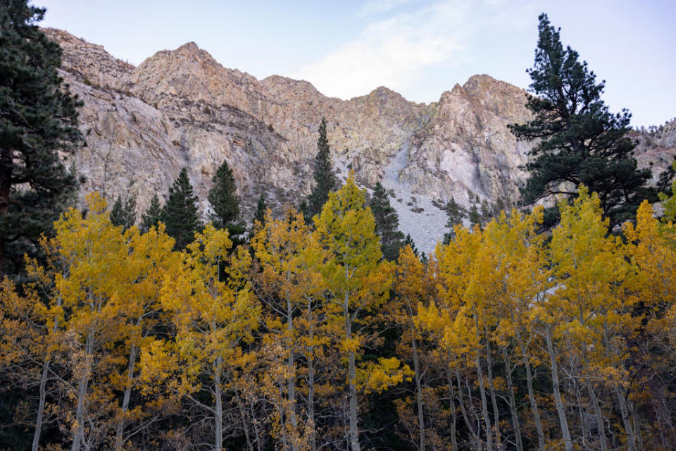 Aspen trees in the Sierra Madre experience a fourth year of extreme drought on October 27, 2022 near Lee Vining, California.<span class="copyright">David McNew—Getty Images</span>
