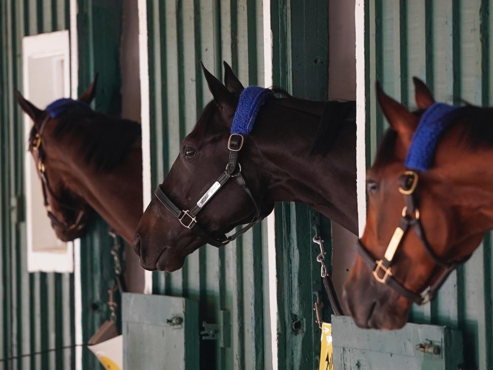 Medina Spirit (center) peeks from his stall at Pimlico.