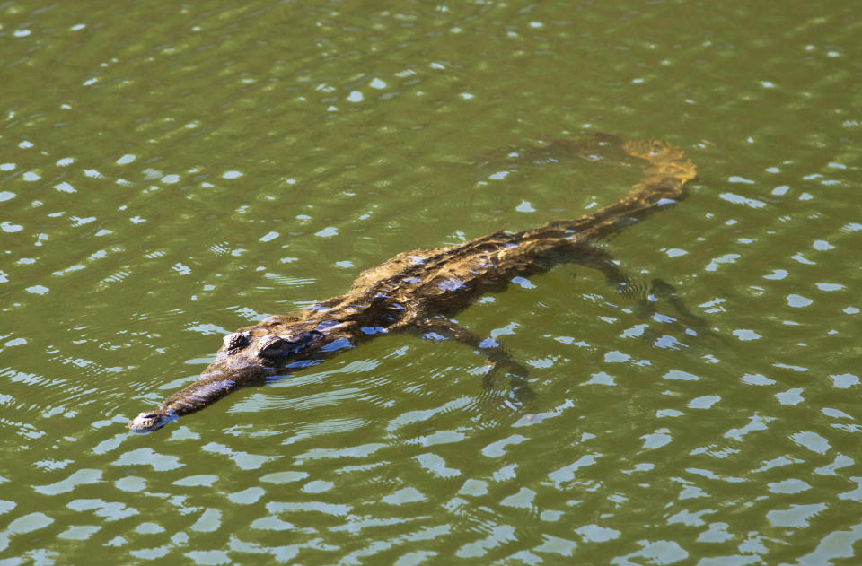 A freshwater crocodile in Western Australia's Kimberley at Geikie Gorge National Park.