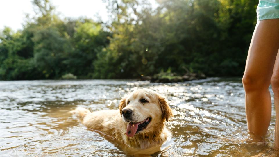 Dog swimming lake