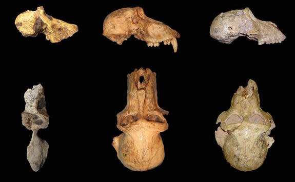 A comparison of the anatomy of UW 88-886 (left), <i>P. angusticeps</i> (center) and <i>P. izodi</i> (right), all of them male.