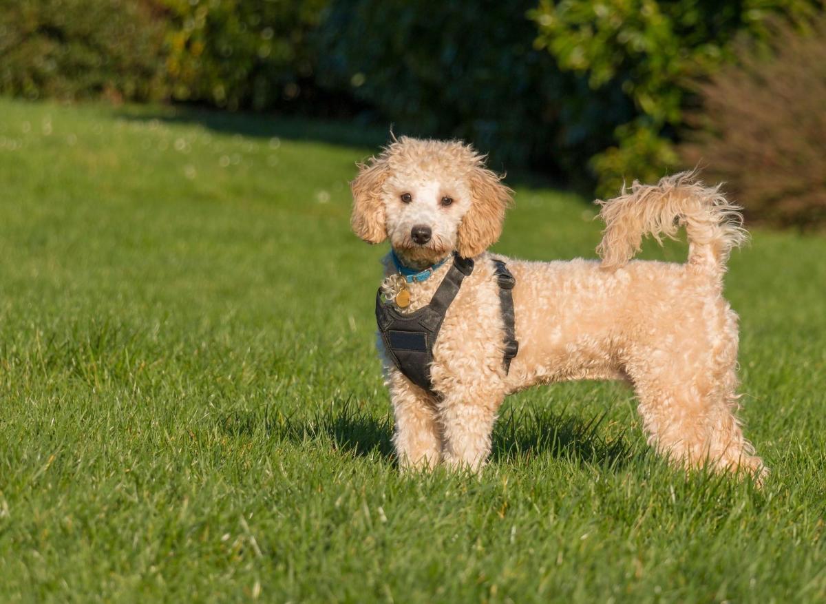 Why Are There So Many Poodle Mixes? - Canidae