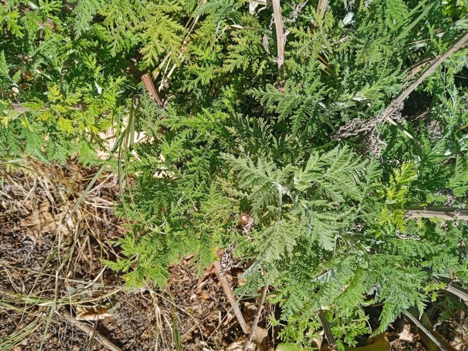 Artemisia afra. Dr Marietjie Stander