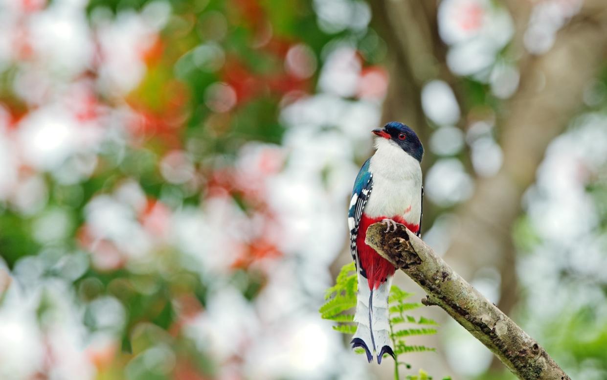 bird watching in the caribbean - getty