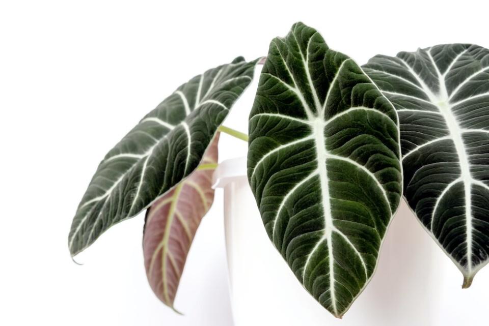 Most Popular house plants 2022, potted black velvet alocasia with veined leaves