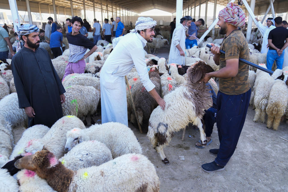 Vendors display sheep for customers at a cattle market ahead of the Eid al-Adha festival, in Baghdad, Iraq, Tuesday, June. 27, 2023. (AP Photo/ Hadi Mizban)