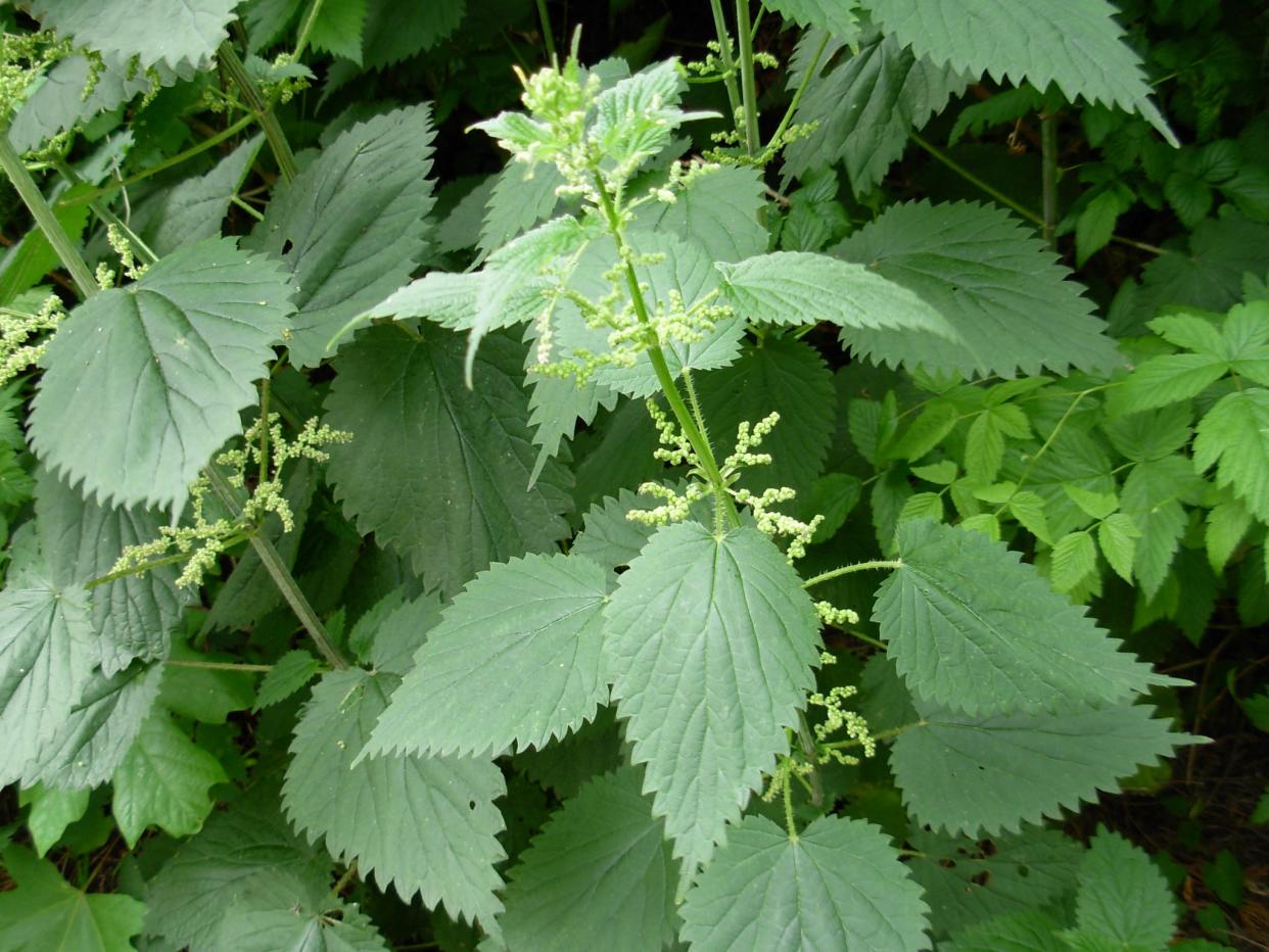FILE - When cooked or dried, stinging nettles - popularly considered a springtime health food in some cultures - are generally considered safe. However, the leaves can cause an allergic reaction on the skin due to their content of formic acid and other substances, and the spines can cut the hands.
