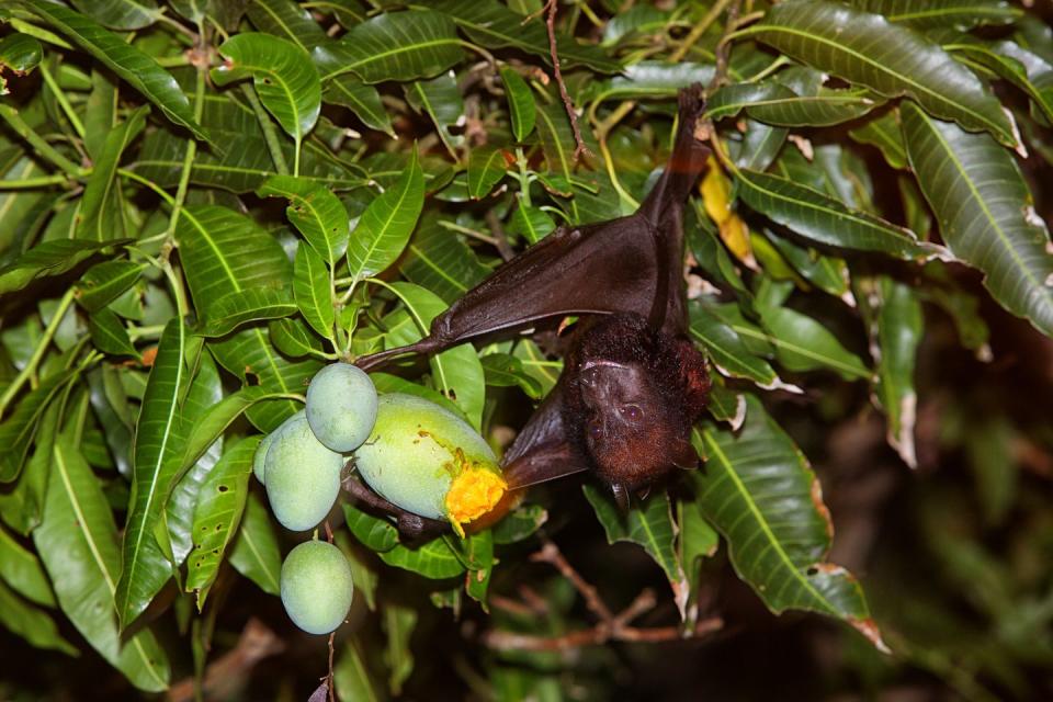 Over 300 species of fruit rely on bats for pollination.