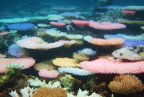 <span class="caption">Corals glow in neon shades during a 2010 bleaching episode at Palawan, Philippines.</span> <span class="attribution"><span class="source">Ryan Goehrung/University of Washington.</span>, <span class="license">Author provided</span></span>