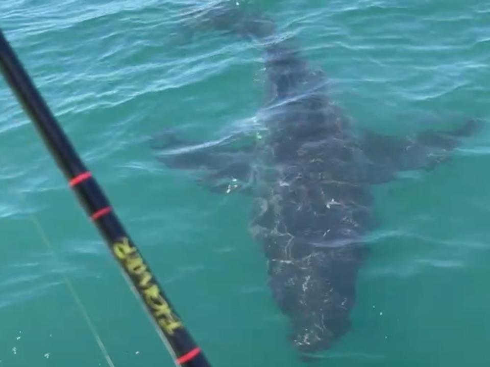 A video showing the Great White shark spotted near Sea Isle City (Jim Piazza / Facebook)