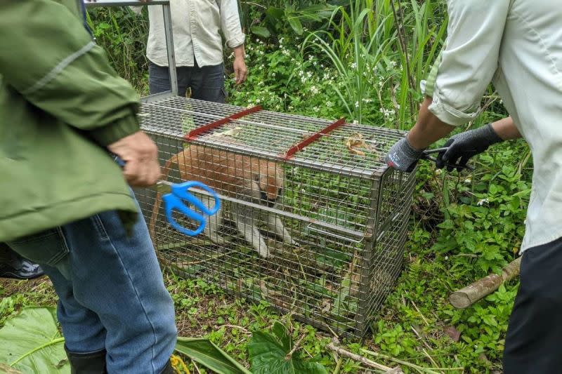 ▲台北市立木柵動物園半年內傳出3起動物逃脫事件，其中包含人為因素與園區環境因素。圖為三月時逃脫的紅猴「男道」。（圖／臺北市立動物園提供）