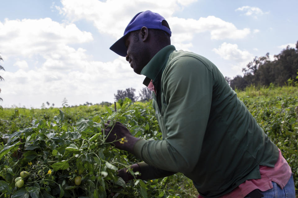 In this March 24, 2021 photo, a farmworker harvests tomatoes at a farm in Delray Beach, Fla. Many U.S. health centers that serve agricultural workers across the nation are receiving COVID-19 vaccine directly from the federal government in a program created by the Biden administration. But in some states, farmworkers are not yet in the priority groups authorized to receive the shots. (AP Photo/Cody Jackson)