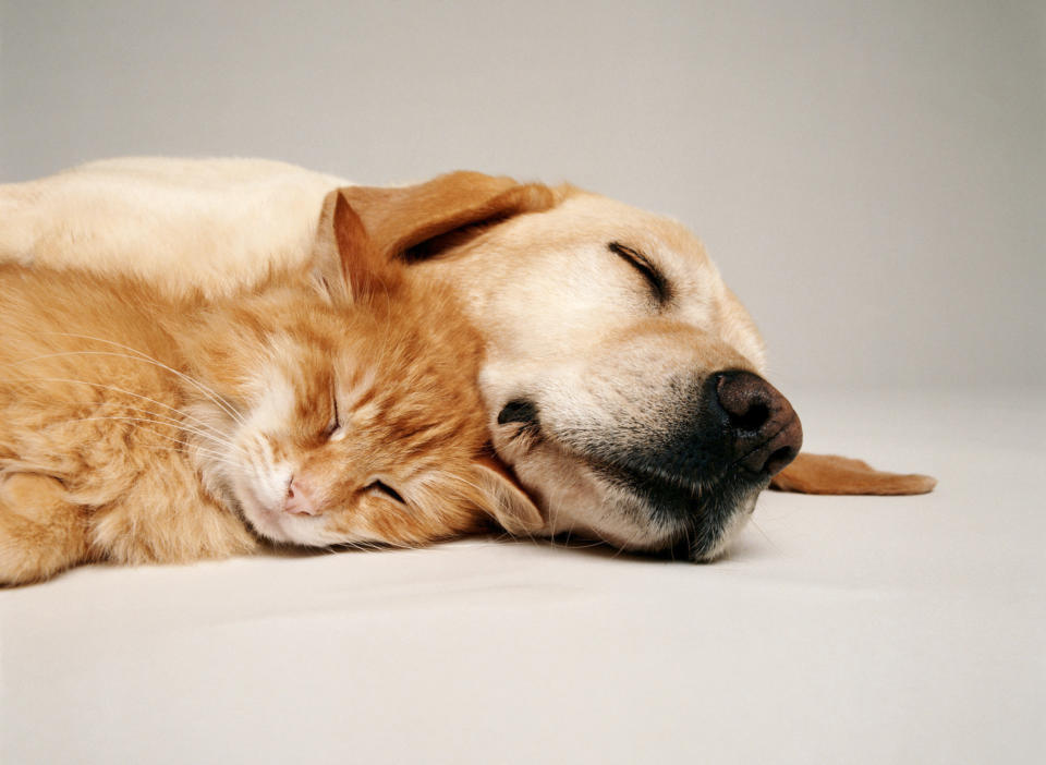 CAT AND DOG TOGETHER