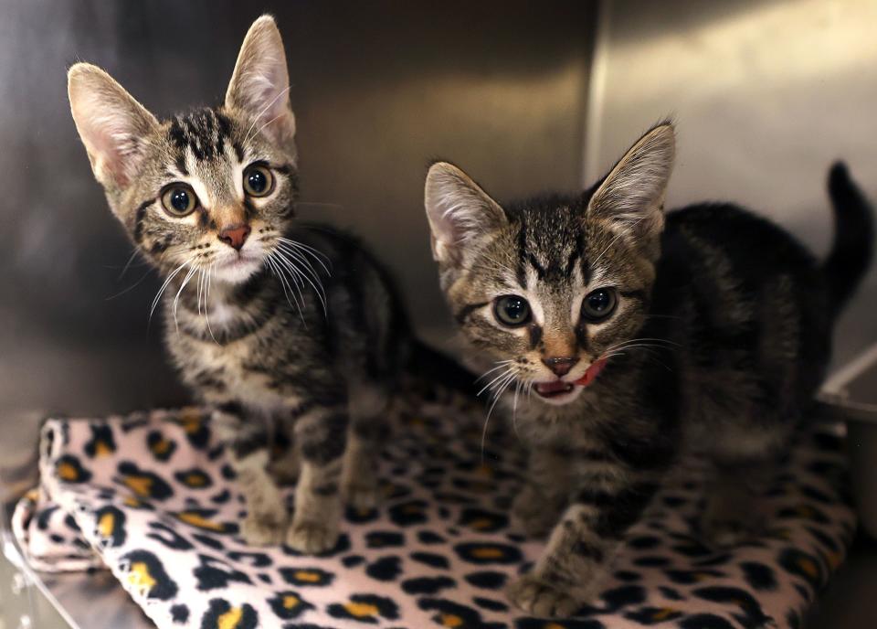 Two kittens named Vinchenzo and Pauly D are pictured at the West Valley City Animal Shelter in West Valley City on Wednesday, June 21, 2023. Vinchenzo was adopted an hour later. | Kristin Murphy, Deseret News