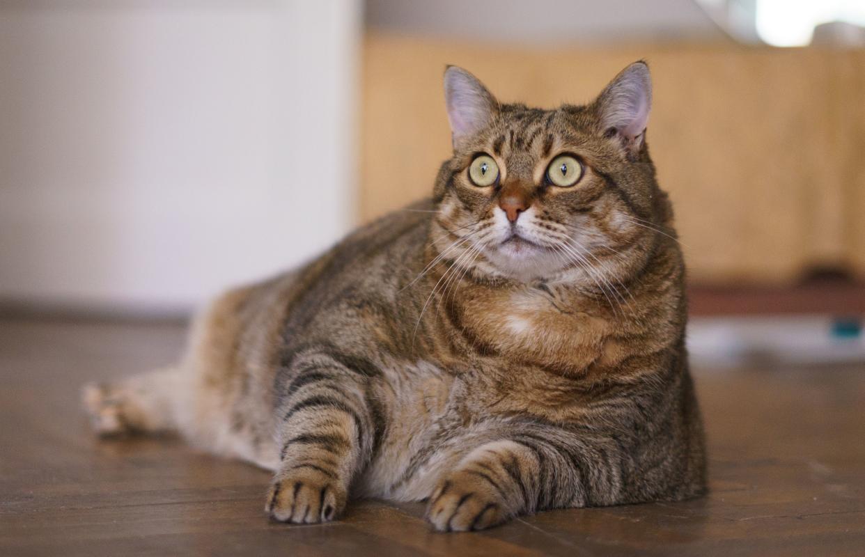 A cat that resembles (but is not actually) Viktor. (Photo: Andrei Spirache via Getty Images)