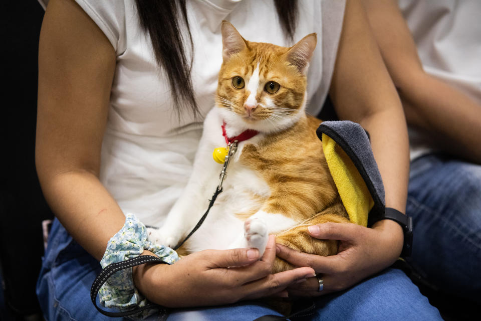 A person holds a relaxed orange and white cat on their lap. The cat wears a red collar with a yellow bell